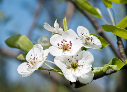 梨花开花照片