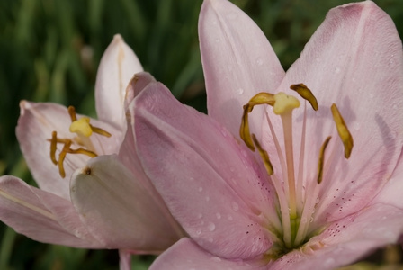 百合花