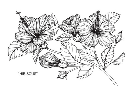 芙蓉花.黑白线条画素描照片