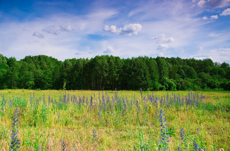 森林背景上的蓝色野花图片