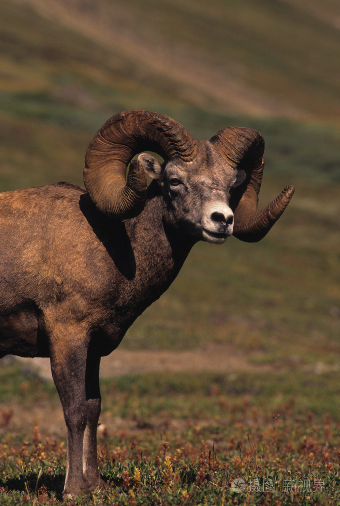 绵羊照片-正版商用图片02pvsi-摄图新视界