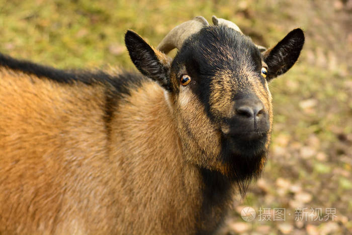 一只大角褐色山羊的肖像