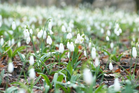 白雪公主春花