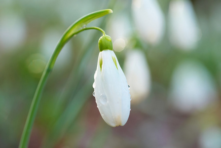 白雪公主春花