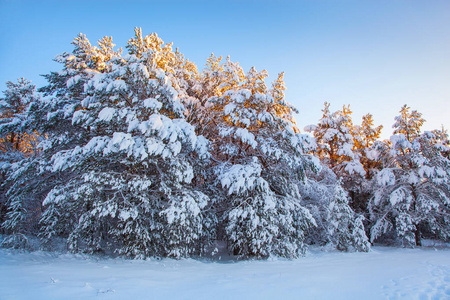 美丽的冬天的风景雪树