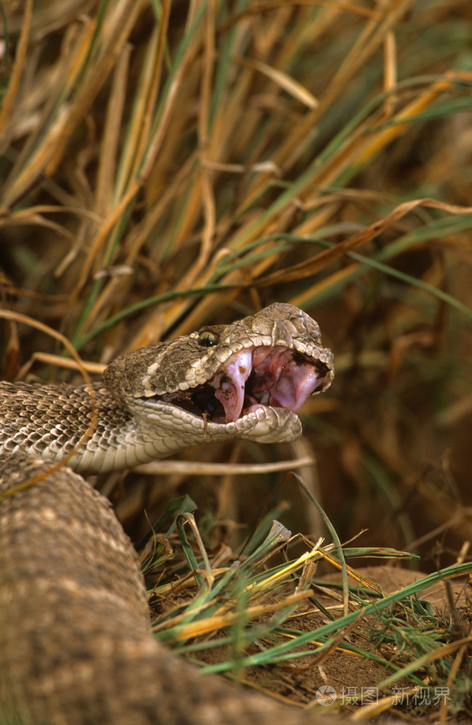 蛇张大嘴的图片图片