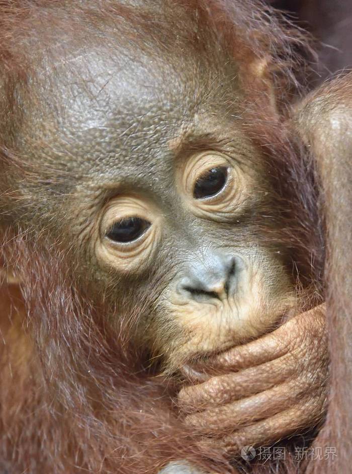 中央婆罗洲猩猩幼崽猩猩波罗门wurmbii在自然栖息地婆罗洲热带雨林的