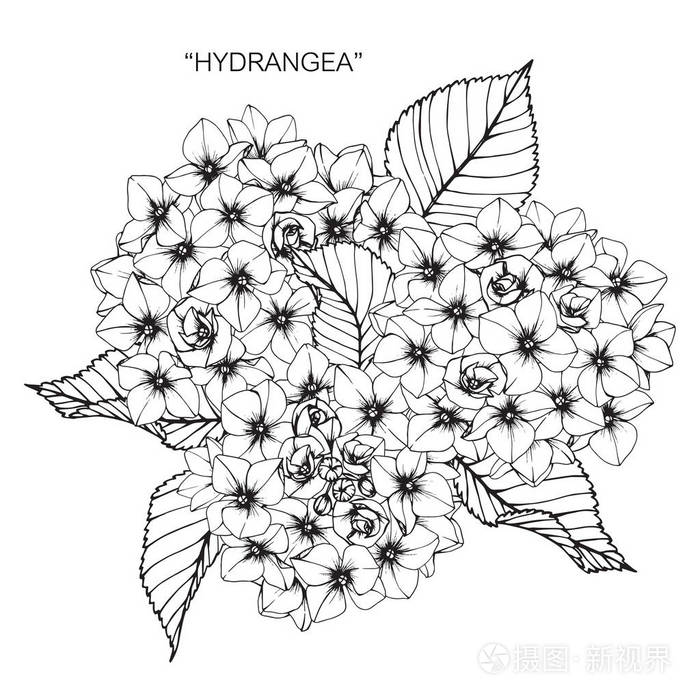 绣球花.黑白线条画素描