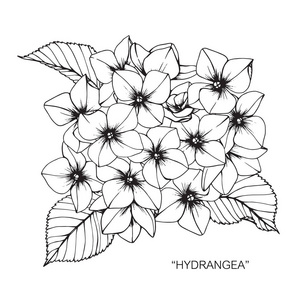 黑白线条画花草绣球花.黑白线条画素描照片