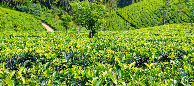 斯里兰卡努瓦拉埃利亚努瓦拉埃利亚附近的茶叶种植园。广泛