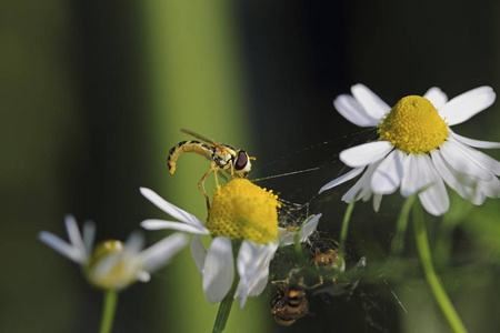 蚜蚜栖息在德国洋甘菊花的花朵上