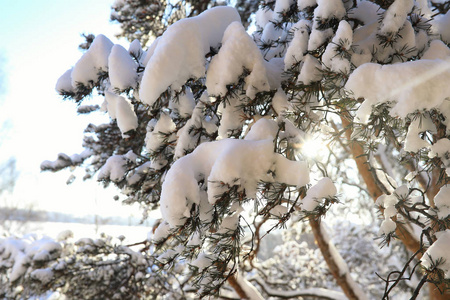 松树林后大雪风暴在阳光明媚的冬日