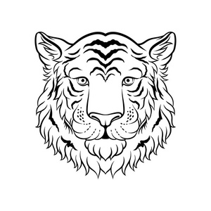 虎头黑白素描 面对野生动物手绘矢量插画照片