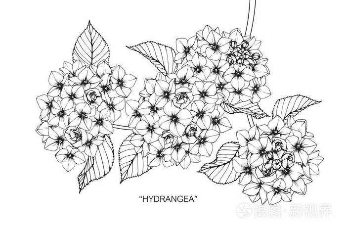 绣球花黑白线条画素描