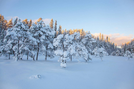 美丽的冬天的风景雪树