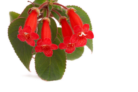 红花Kohleria Rongo