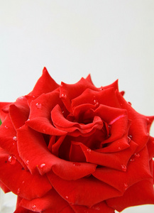 美丽的玫瑰，水滴象征着爱和激情