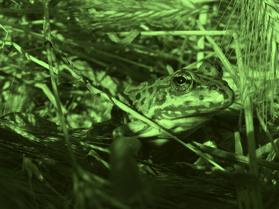 草地上的青蛙