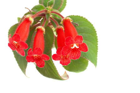 红花Kohleria Rongo