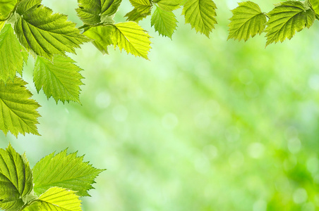 树叶，花瓣 leaf的复数 页 leaf的名词复数  叶子 有状叶的 金属薄片