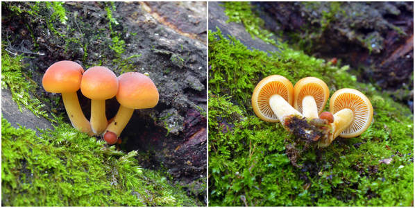 金针菇, enokitake 菇