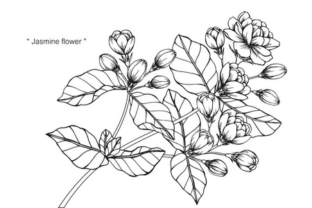 黑白线条画花草图片-黑白线条画花草素材-黑白线条画花草插画-摄图新