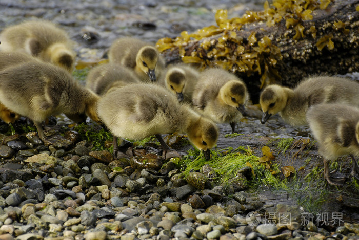 鸭子宝宝试着找食物