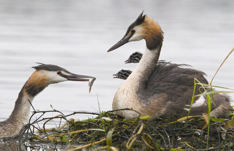 大凤头鷉 Podiceps 属 喂养小鸡