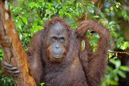 婆罗洲猩猩在树上