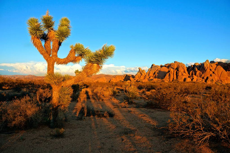 美国加利福尼亚州日落的约书亚树国家公园的沙漠景观