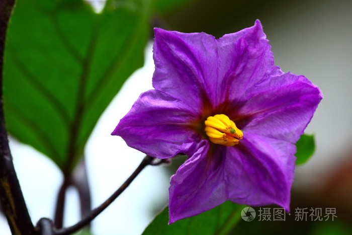 茄子花照片 正版商用图片02qhfq 摄图新视界