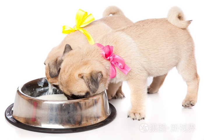 一只小狗在碗附近吃奶