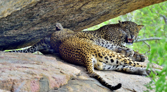 豹咆哮。豹在一块石头上。斯里兰卡豹 虎 pardus kotiya 女性