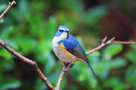 bluetail 或橙色两侧的灌木罗宾 Tarsiger cyanurus 在日本