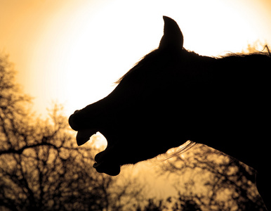 打哈欠的马的轮廓在太阳升起的萼片色调