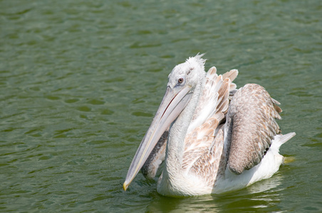 达尔马提亚电影Pelecanus crispus