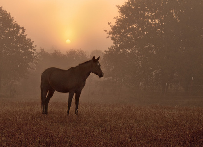 在浓雾中，迎着朝阳的马轮廓