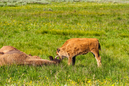 美国野牛家庭在黄石国家公园, 怀俄明州, 美国