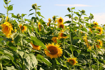 向日葵，葵花 sunflower的名词复数 