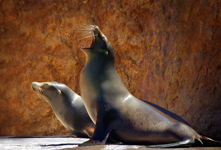 海狮 sea lion的名词复数 