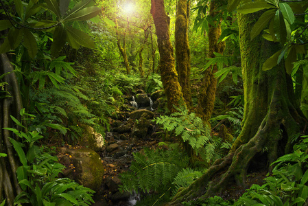 东南亚叶子图片