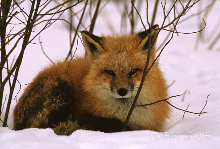 躺在雪地里的红狐