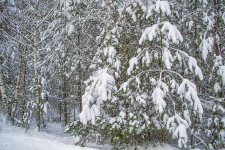 冰冻的冬季森林与雪覆盖了树