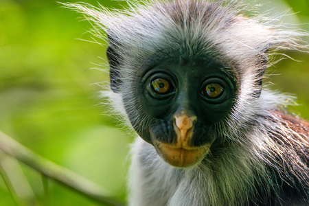 桑给巴尔岛红色疣猴或 Procolobus kirkii