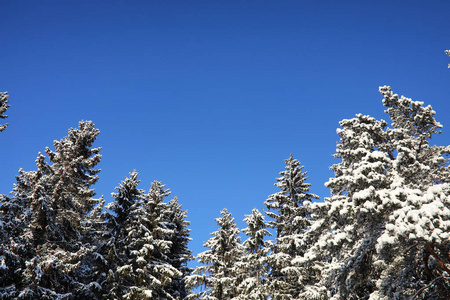 松树林后大雪风暴在阳光明媚的冬日