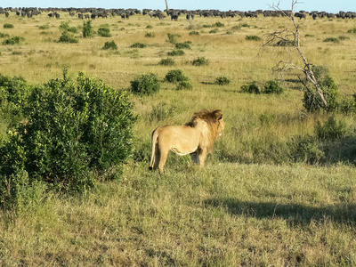 狮子在大草原野生动物园肯尼亚照片