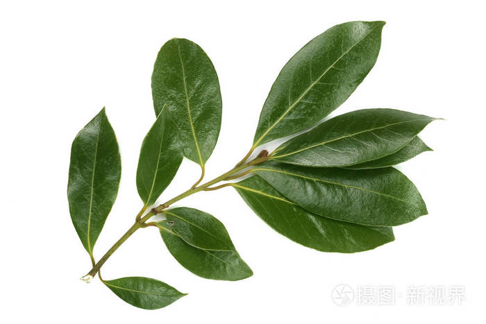 在白色背景上被孤立的月桂树枝 新鲜的月桂树叶 顶部视图照片 正版商用图片02qvu8 摄图新视界 在白色背景上被孤立的月桂树枝 新鲜的月桂树叶 顶部视图照片 正版商用图片02qvu8 摄图新视界