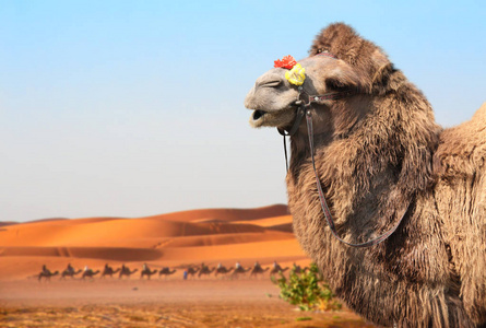 撒哈拉沙漠中的骆驼, 摩洛哥
