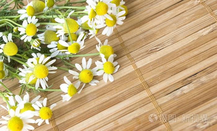 甘菊黄春菊