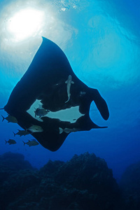 蝠鲼潜水水下加拉帕戈斯群岛太平洋岛屿